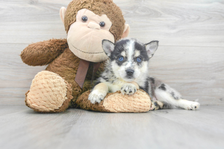 Cute Mini Husky Designer Puppy