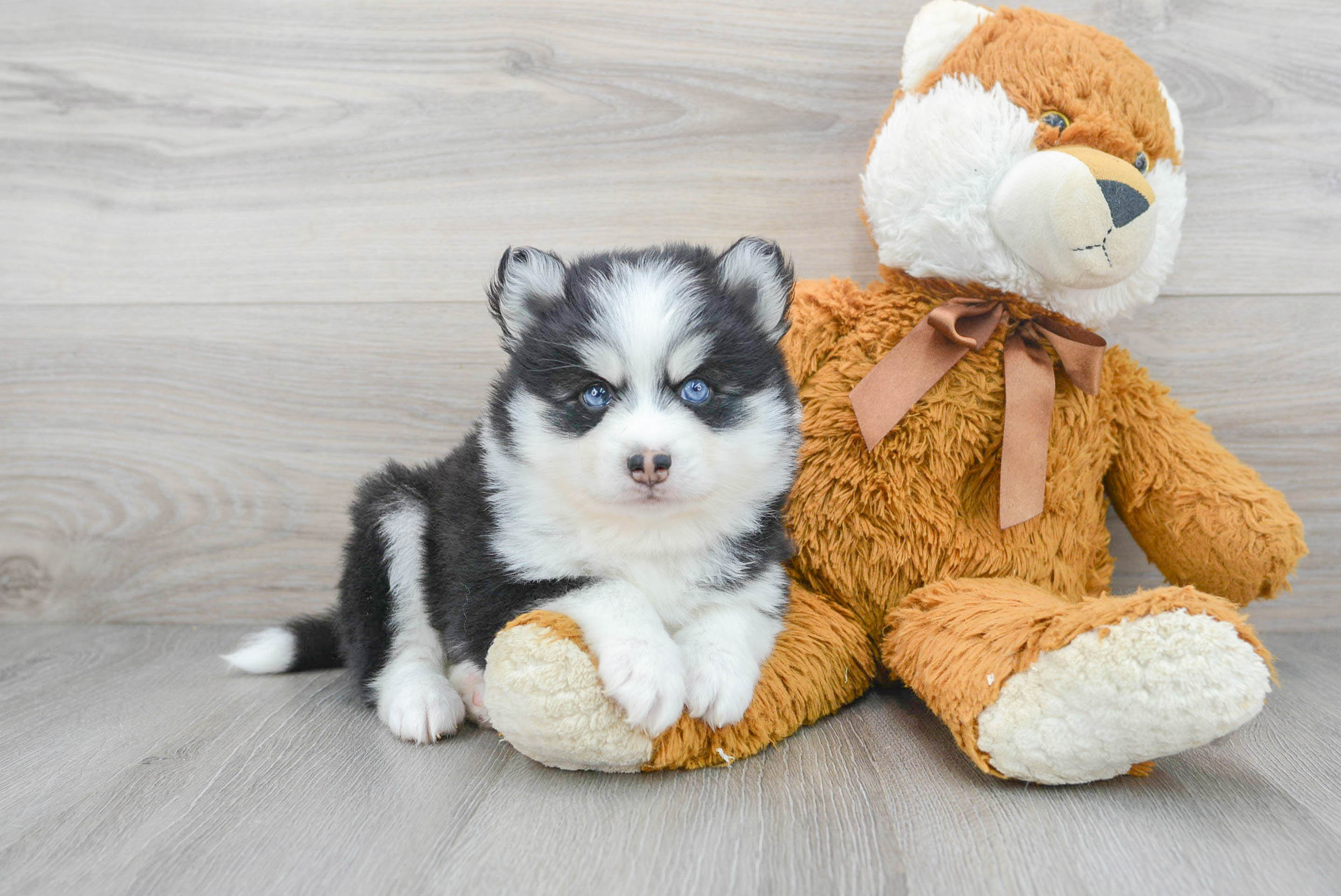 teddy bear pomsky for sale