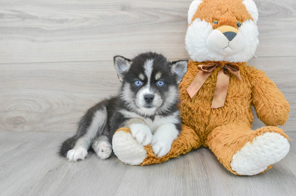 how much is a pomsky for sale