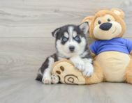 5 week old Pomsky Puppy For Sale - Florida Fur Babies