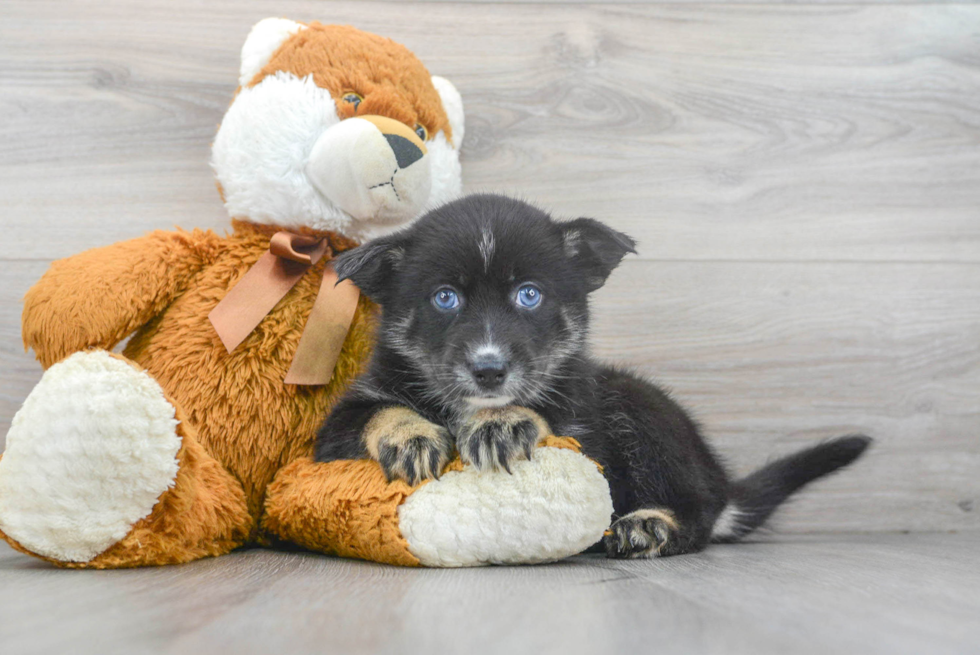 Meet Luci - our Pomsky Puppy Photo 2/3 - Florida Fur Babies