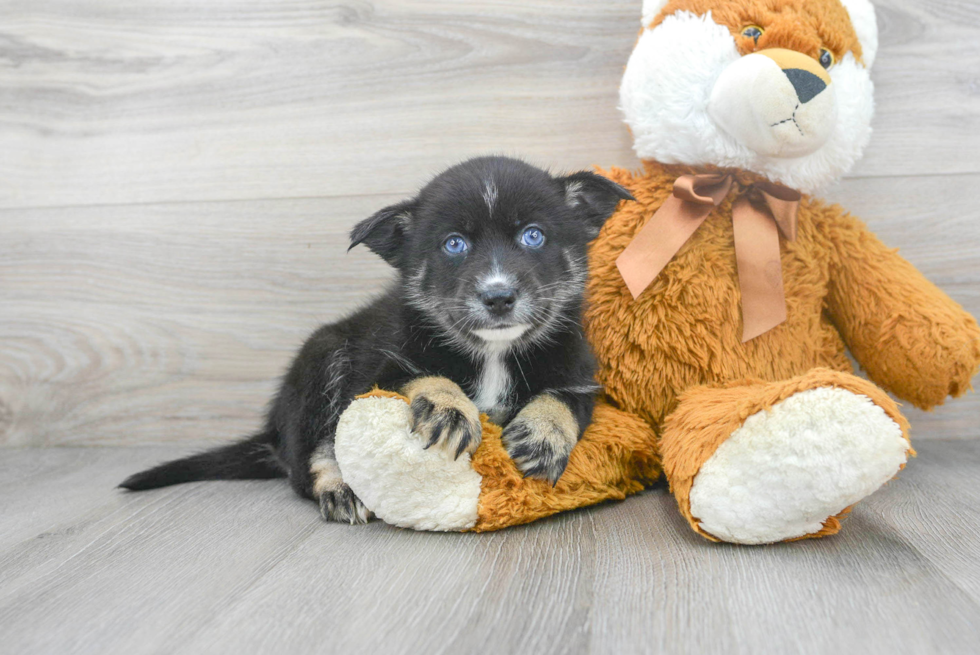 Meet Luci - our Pomsky Puppy Photo 1/3 - Florida Fur Babies