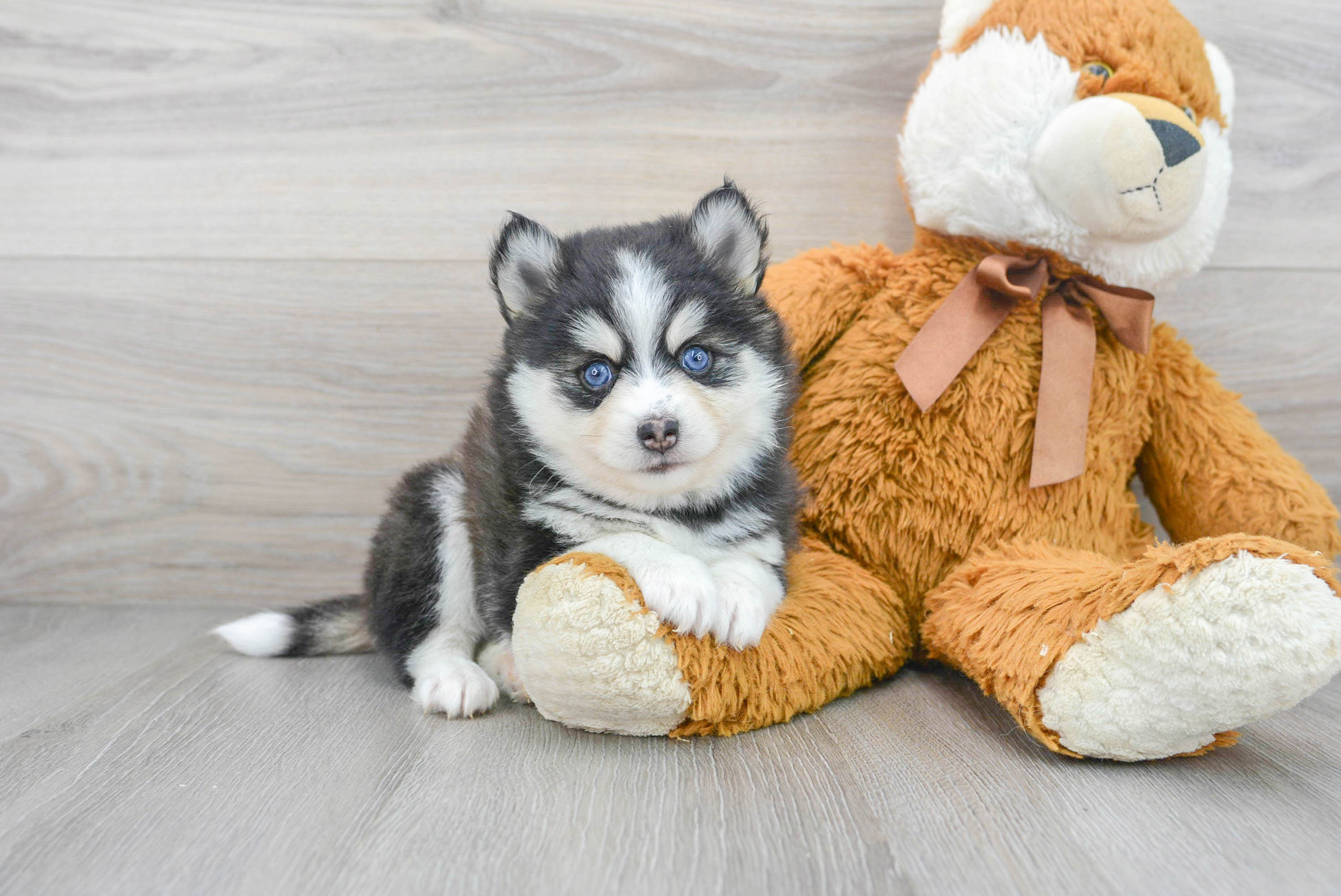 realistic pomsky toy