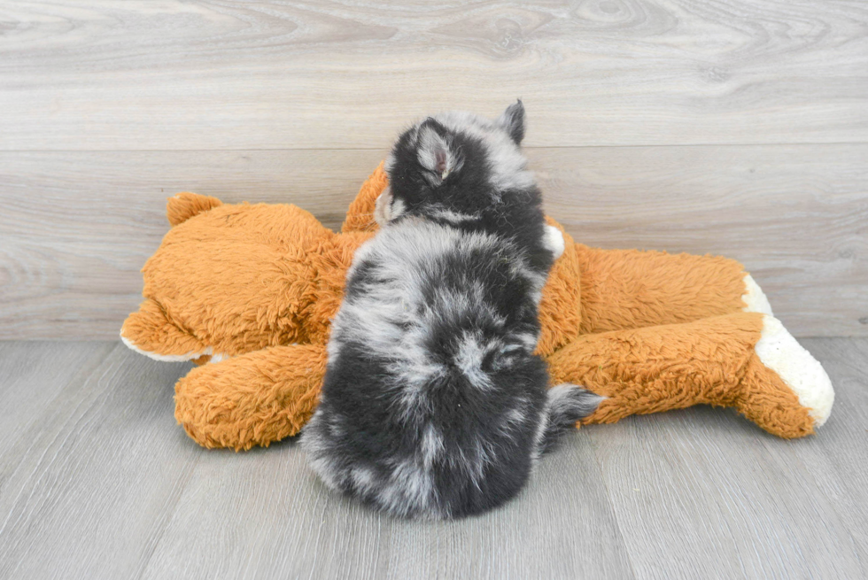 Meet Mackenzie - our Pomsky Puppy Photo 3/3 - Florida Fur Babies