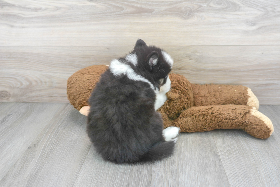 Cute Mini Husky Designer Puppy