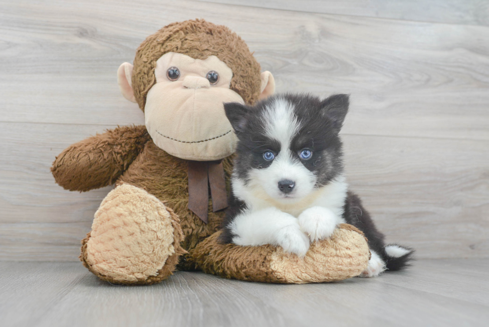 Pomsky Pup Being Cute