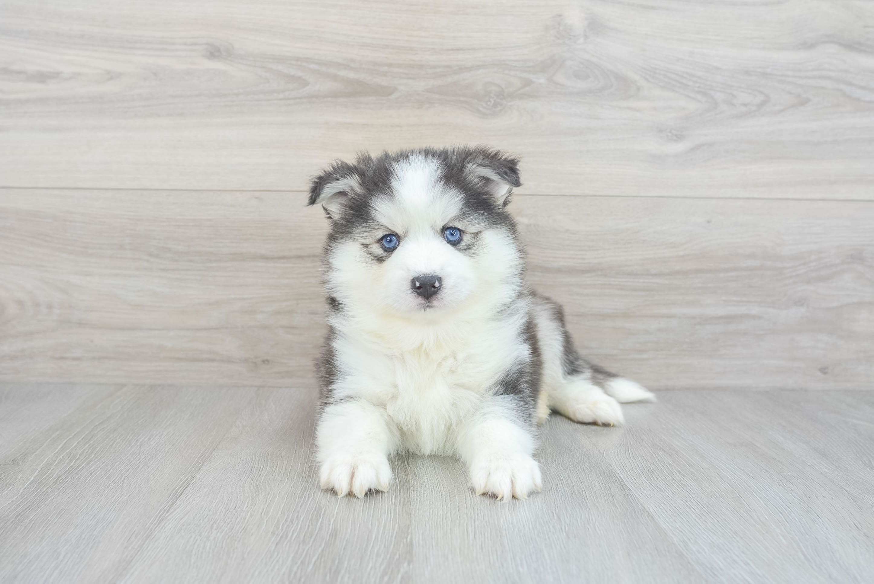 Pomsky for best sale sale under 500