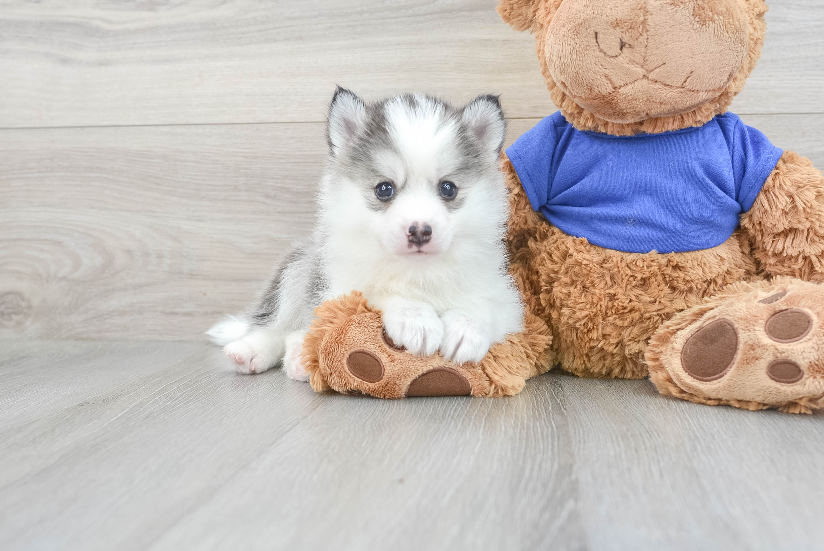 Cute Pomsky Maximus: 6lb 7oz Designer Puppy
