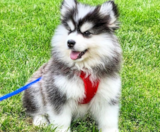 Pomsky Puppies For Sale Florida Fur Babies