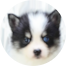 Pomsky Puppies For Sale - Florida Fur Babies