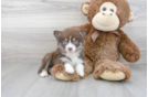 Meet Rihanna - our Pomsky Puppy Photo 2/3 - Florida Fur Babies