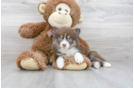 Meet Rihanna - our Pomsky Puppy Photo 1/3 - Florida Fur Babies