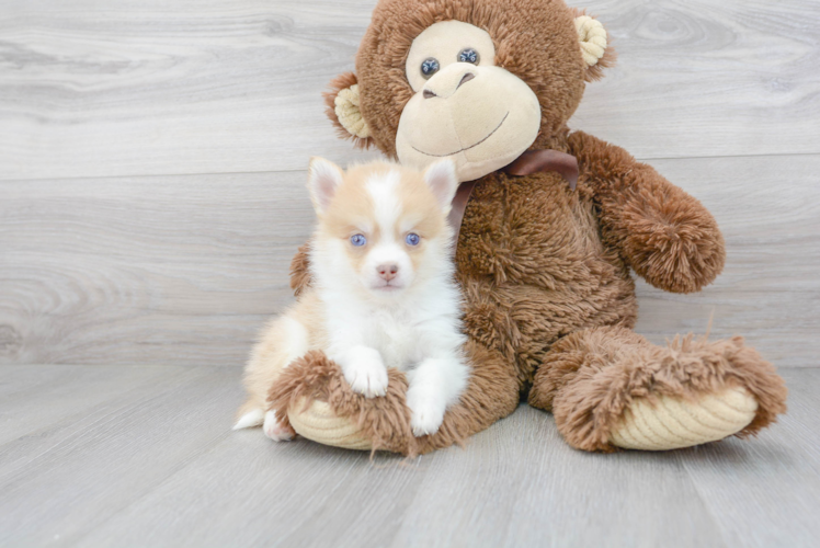 Meet Rocco - our Pomsky Puppy Photo 2/3 - Florida Fur Babies