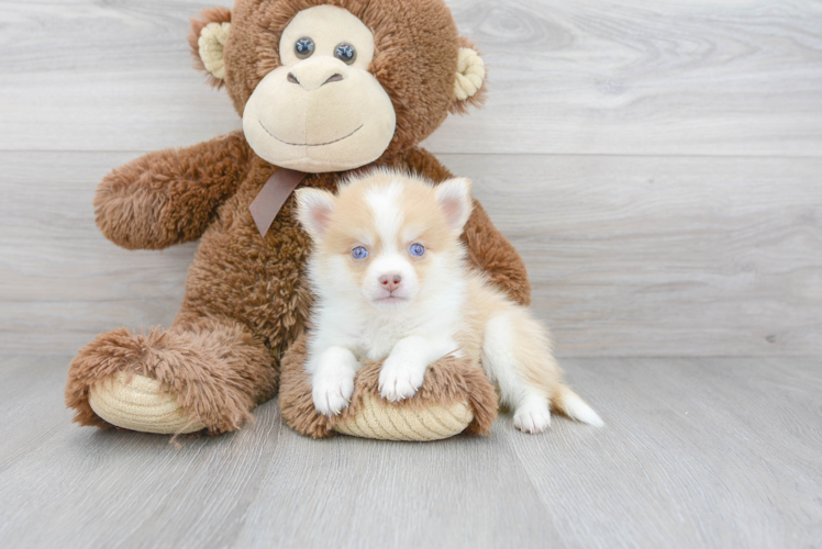 Meet Rocco - our Pomsky Puppy Photo 1/3 - Florida Fur Babies