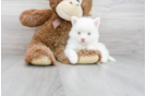 Meet Roxy - our Pomsky Puppy Photo 1/2 - Florida Fur Babies