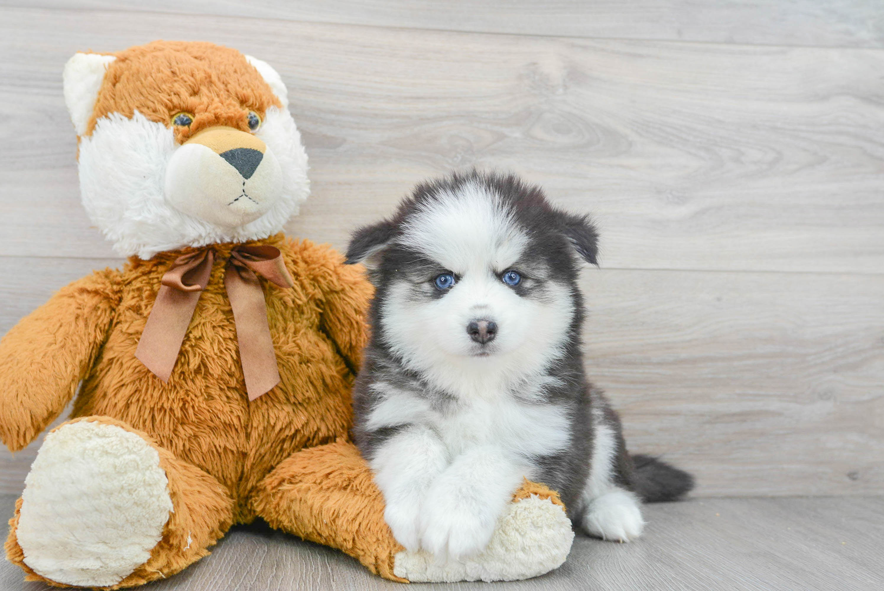 teddy bear pomsky for sale