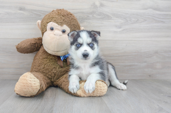 30 week old Pomsky Puppy For Sale - Florida Fur Babies