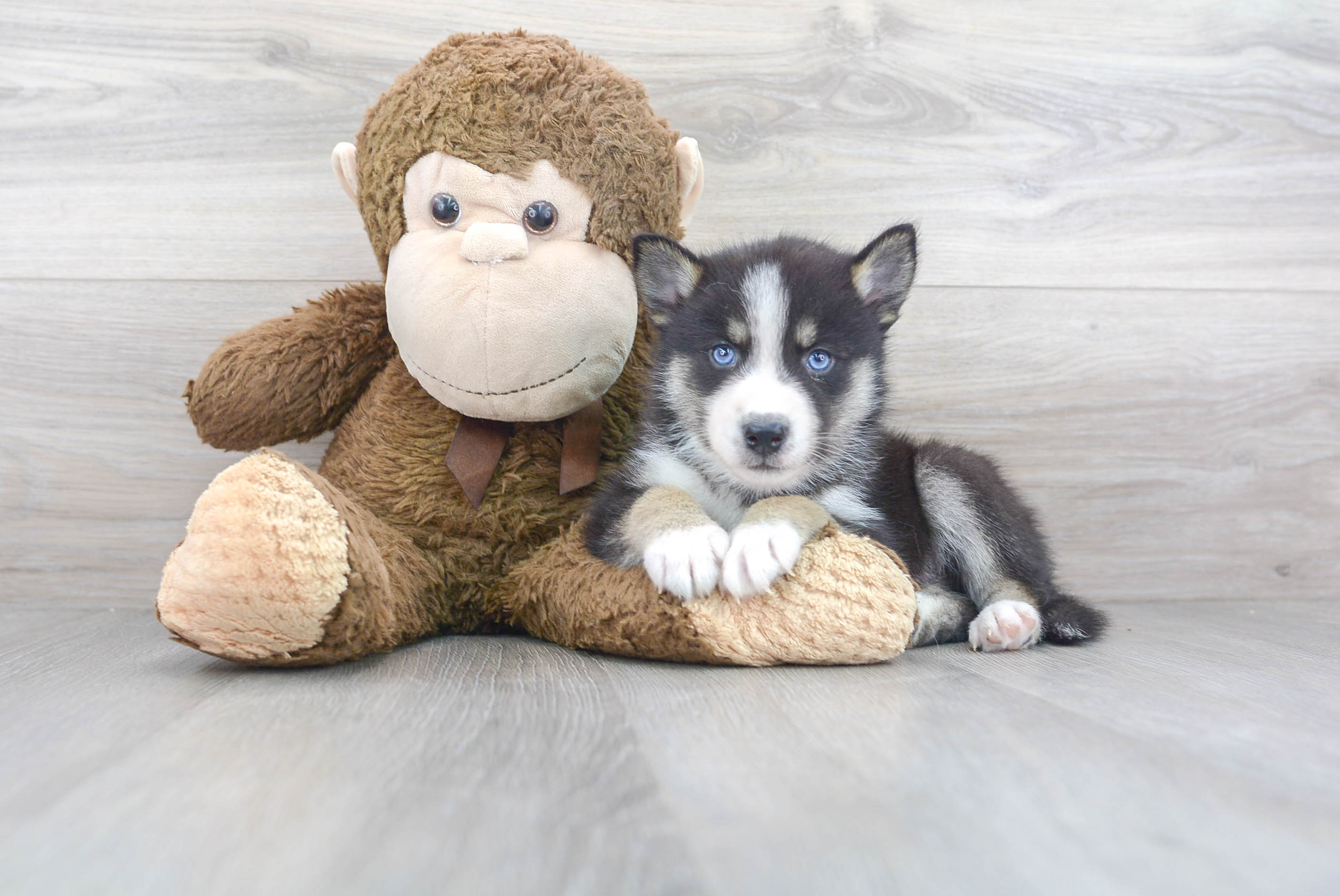 Pomsky Pup Being Cute