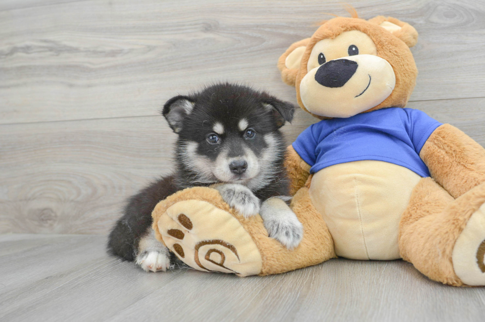 7 week old Pomsky Puppy For Sale - Florida Fur Babies