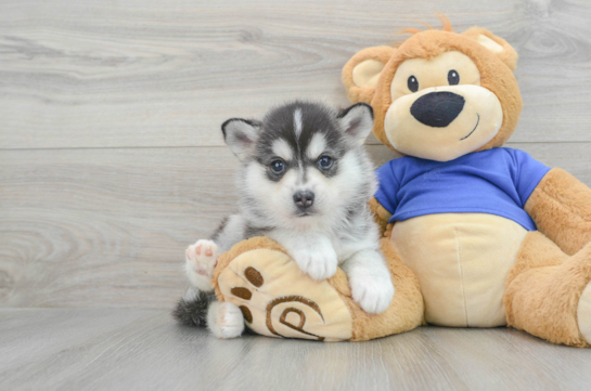 Funny Pomsky Designer Pup