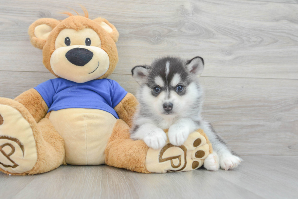 Small Pomsky Baby