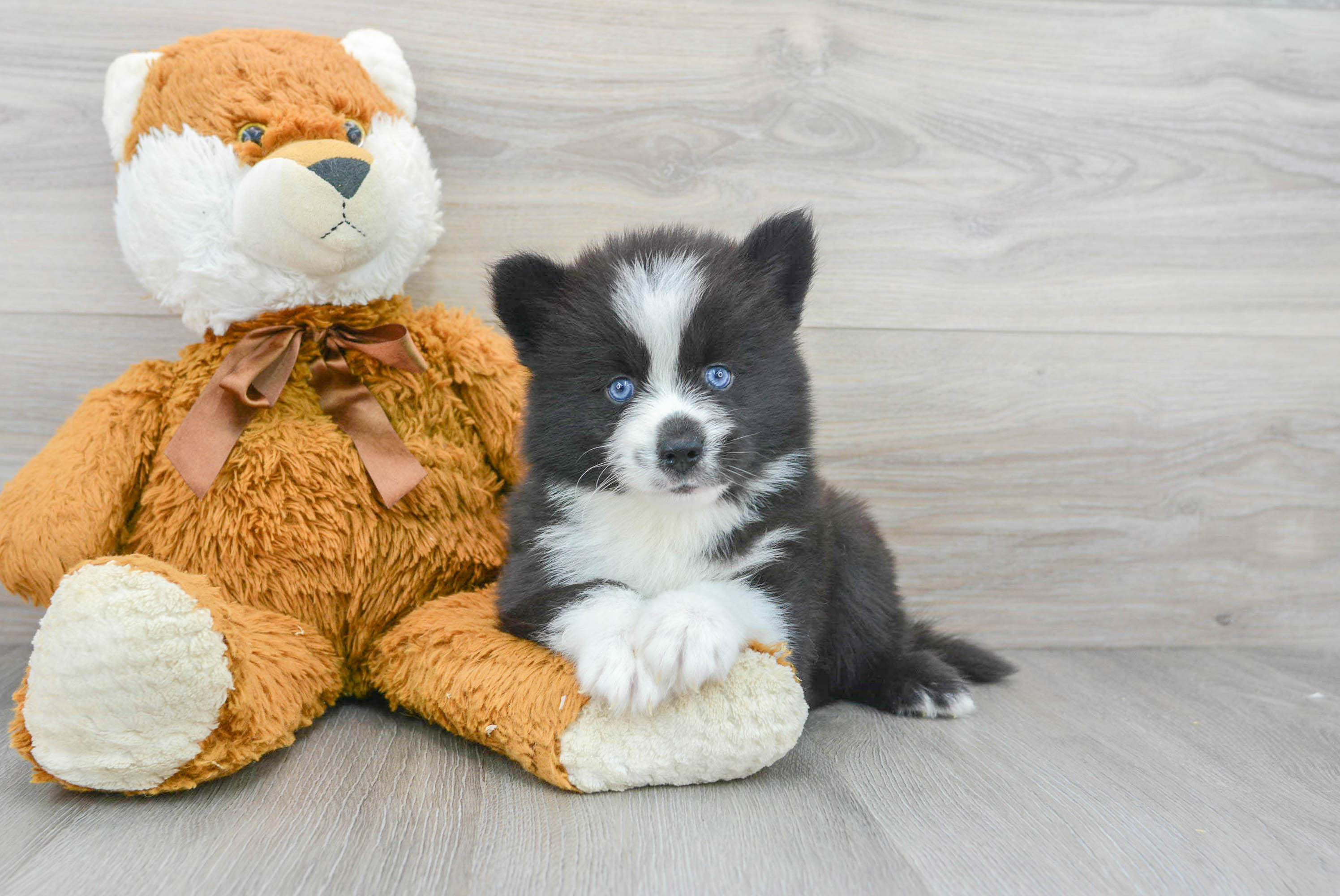 teddy bear pomsky for sale