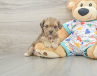 5 week old Poochon Puppy For Sale - Florida Fur Babies