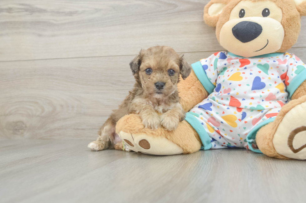 5 week old Poochon Puppy For Sale - Florida Fur Babies