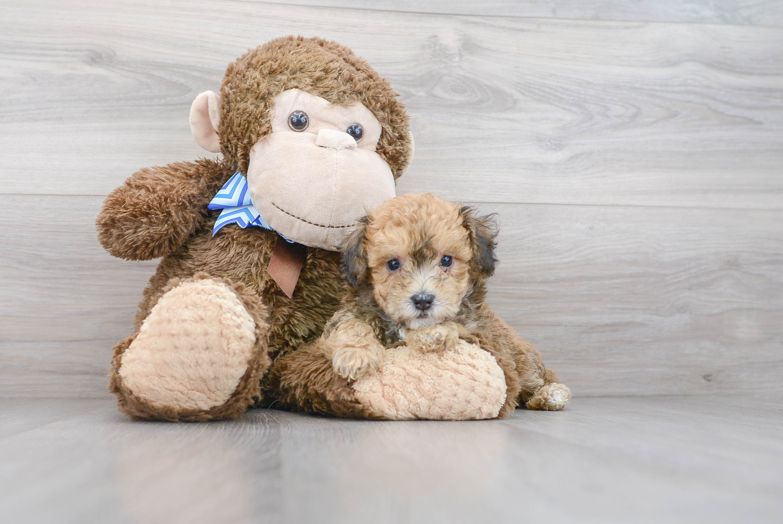 Cute Poochon Poodle Mix Pup
