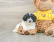 5 week old Poochon Puppy For Sale - Florida Fur Babies