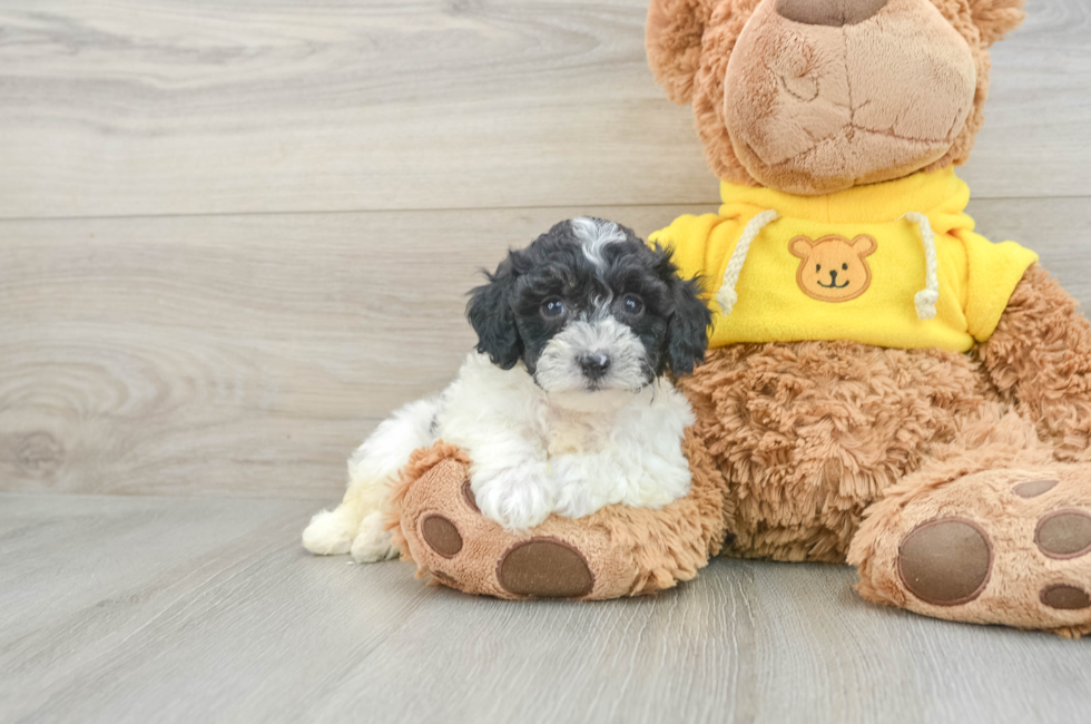 5 week old Poochon Puppy For Sale - Florida Fur Babies