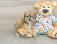 5 week old Poochon Puppy For Sale - Florida Fur Babies