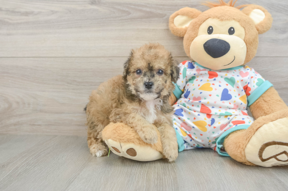 5 week old Poochon Puppy For Sale - Florida Fur Babies