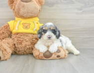 5 week old Poochon Puppy For Sale - Florida Fur Babies