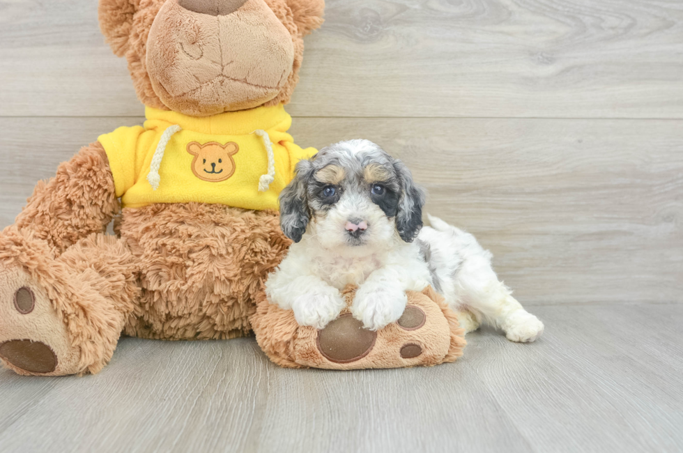 5 week old Poochon Puppy For Sale - Florida Fur Babies