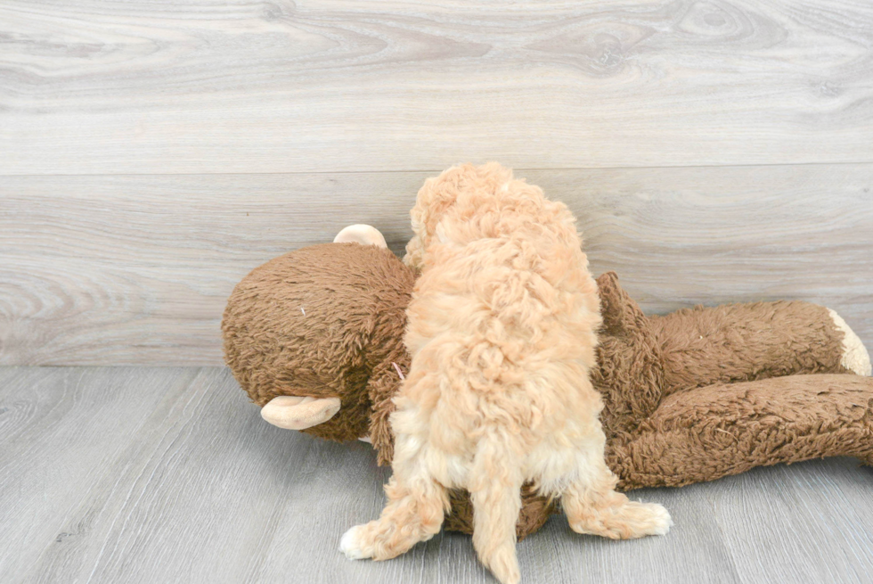 Sweet Poochon Baby