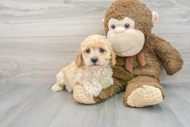 Meet Alpine - our Poochon Puppy Photo 1/3 - Florida Fur Babies