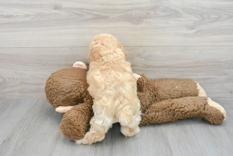 Meet Alpine - our Poochon Puppy Photo 2/3 - Florida Fur Babies