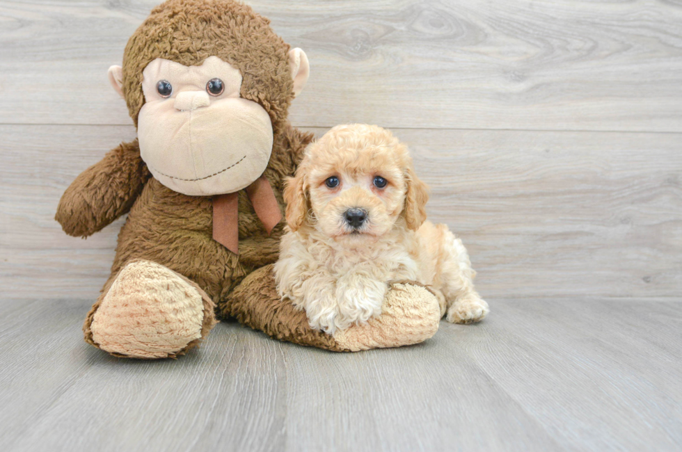 6 week old Poochon Puppy For Sale - Florida Fur Babies