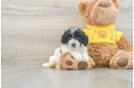 Poochon Puppy for Adoption