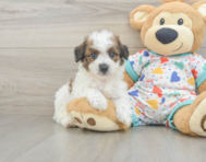 5 week old Poochon Puppy For Sale - Florida Fur Babies
