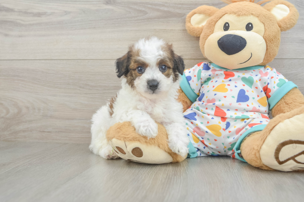 5 week old Poochon Puppy For Sale - Florida Fur Babies