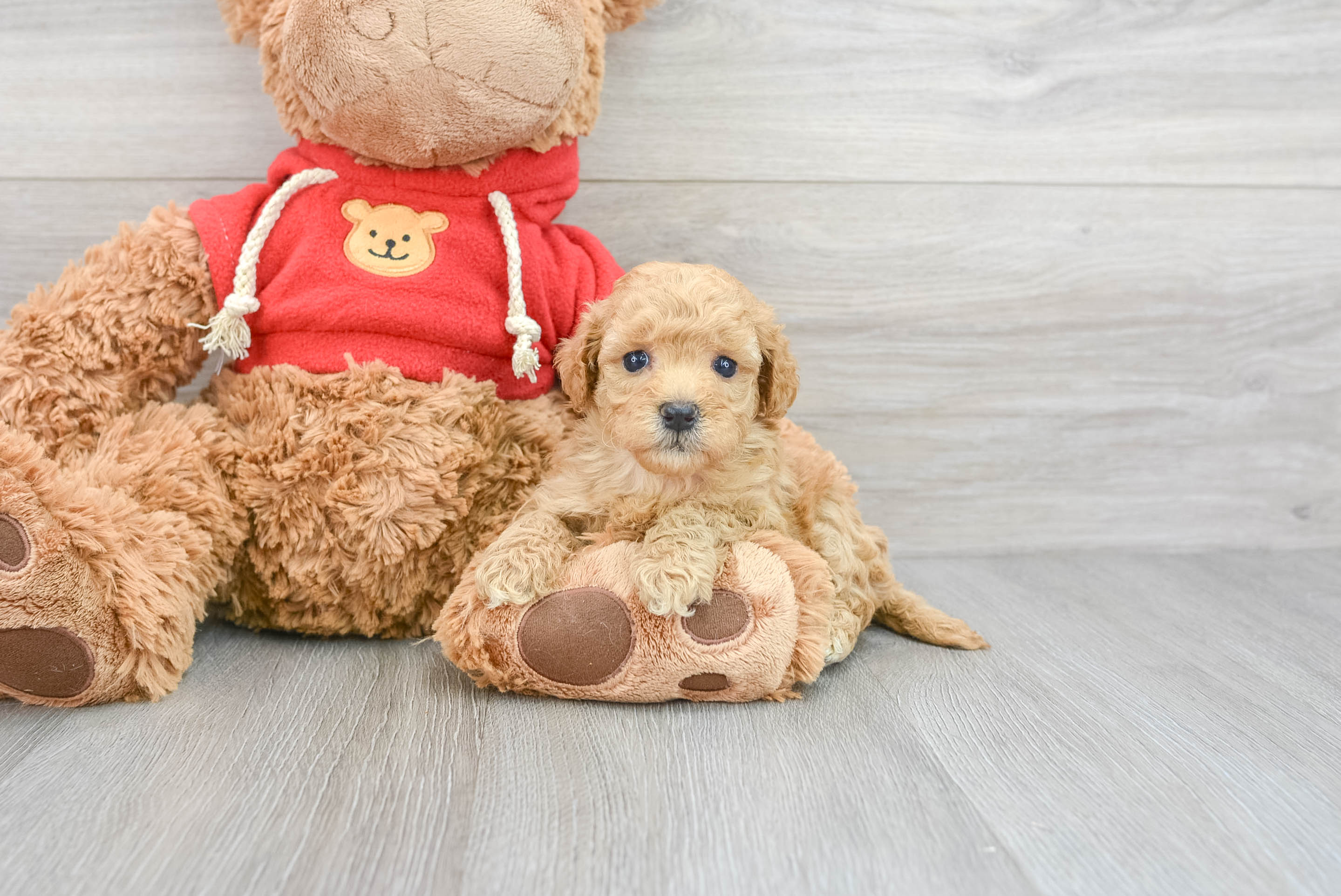 Poochon teddy clearance bear