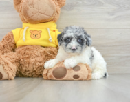 7 week old Poochon Puppy For Sale - Florida Fur Babies