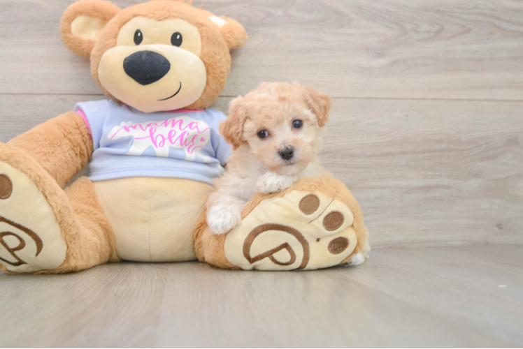 Friendly Poochon Baby