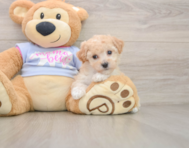 5 week old Poochon Puppy For Sale - Florida Fur Babies