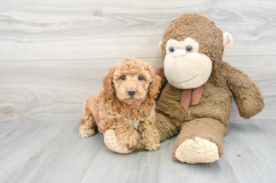 Poochon Pup Being Cute
