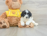 7 week old Poochon Puppy For Sale - Florida Fur Babies