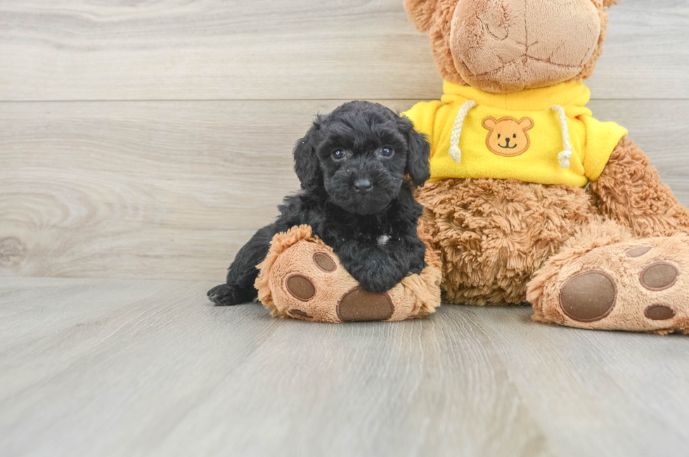 5 week old Poochon Puppy For Sale - Florida Fur Babies