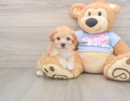 5 week old Poochon Puppy For Sale - Florida Fur Babies
